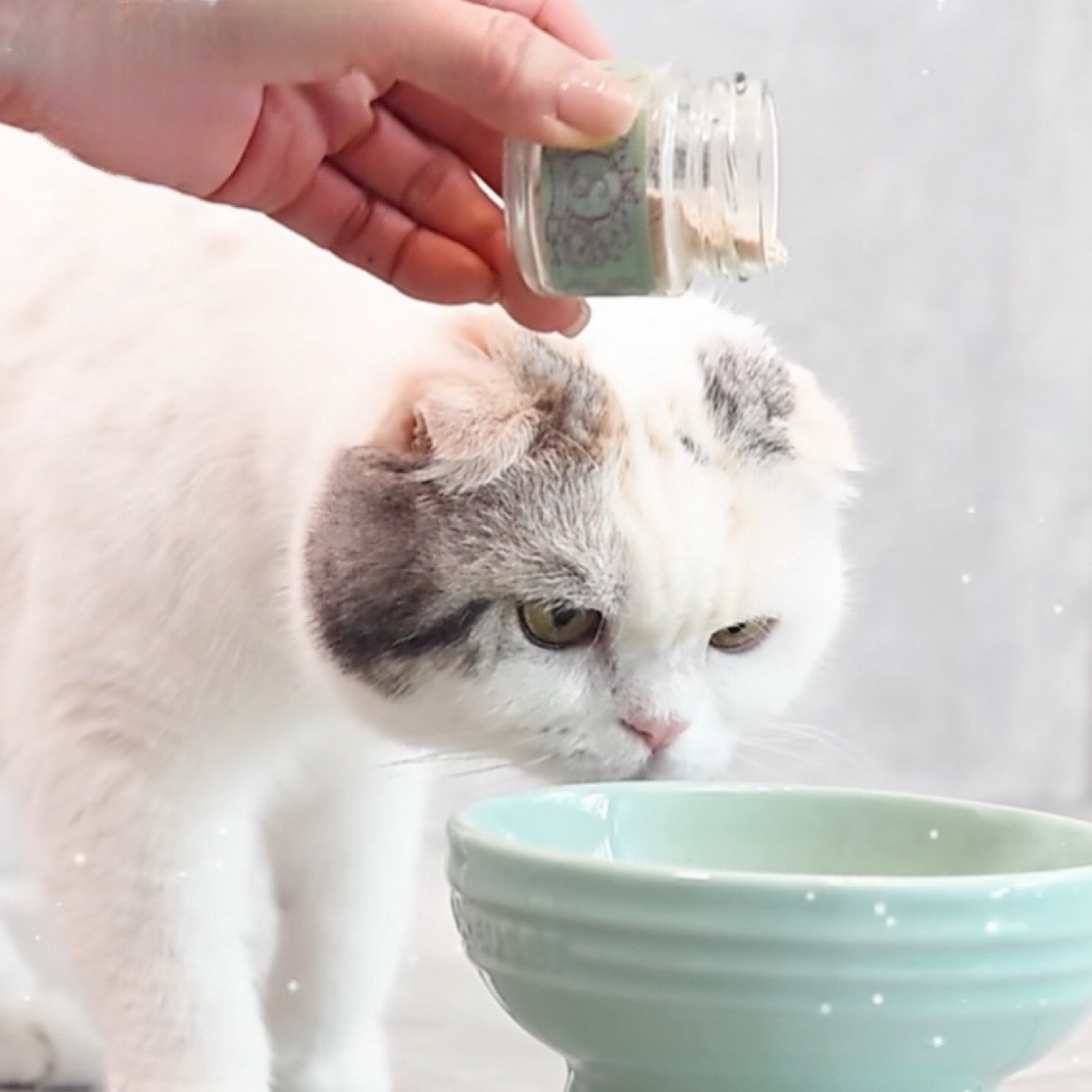 雲のようなふわっふわFURIKAKE 4個セット ささみ・キハダマグロ・ふく 雲のようなふわっふわFURIKAKE 4個セット ささみ・キハダマグロ・ふく